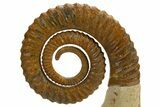 Early Devonian Ammonoid (Anetoceras) - Tazarine, Morocco #312713-2